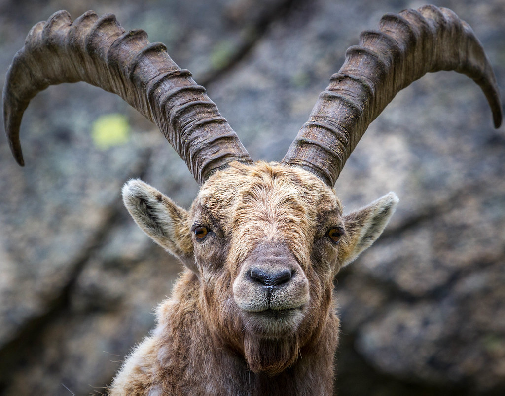Pyrenean Ibex