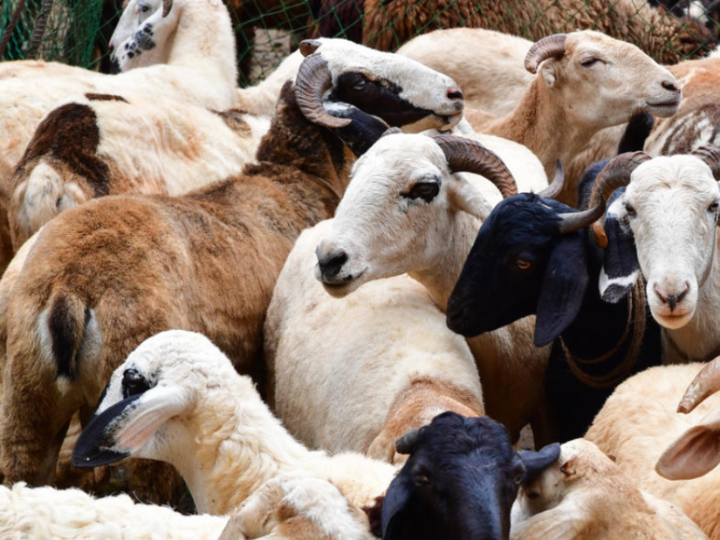 sheep and goat farming subsidy in karnataka